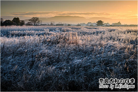 奈良大和の四季 2024年1月新作