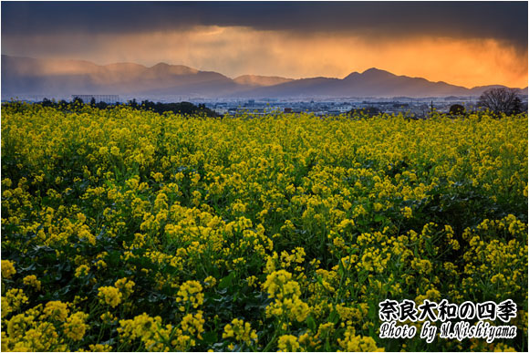 奈良大和の四季 2024年3月新作