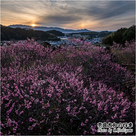 奈良大和の四季 2024年3月新作