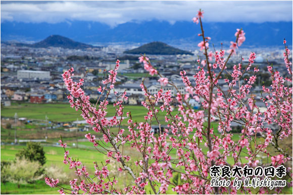 奈良大和の四季 2024年4月新作