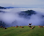 若草山　鹿と雲海