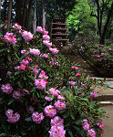 室生寺五重塔とシャクナゲ