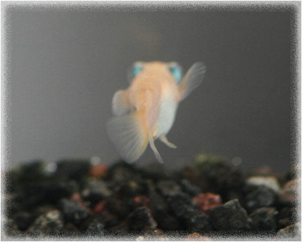 pA悤Ȃ`